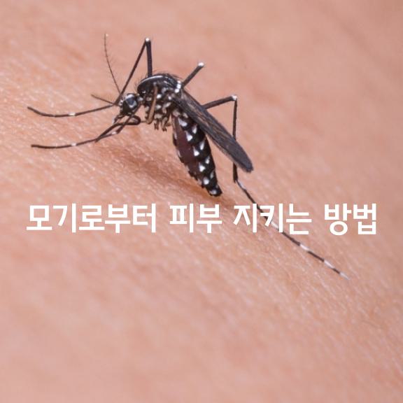 모기로부터 내 피부를 지키는 가지 방법