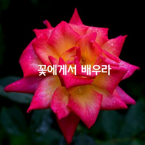 꽃에게서 배우라