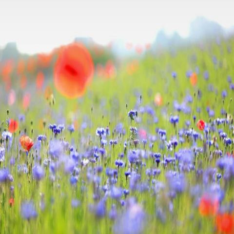 바람의 연인 송명자