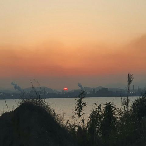 방황하는 꽃잎 김수용