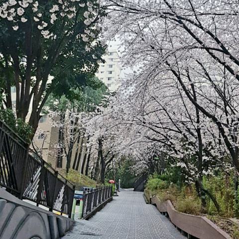 벚꽃 안광수