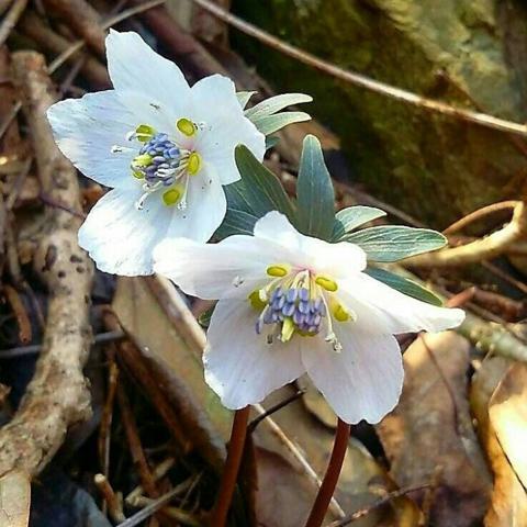 변산 바람꽃 한재선