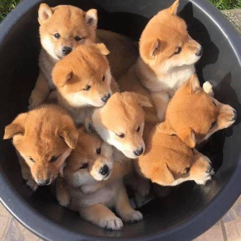 시바구니
