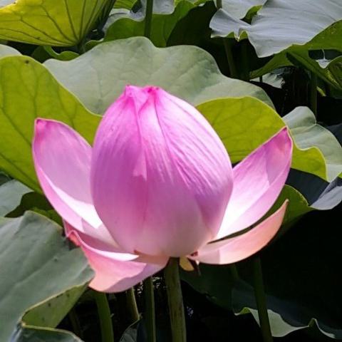 연꽃 유영서