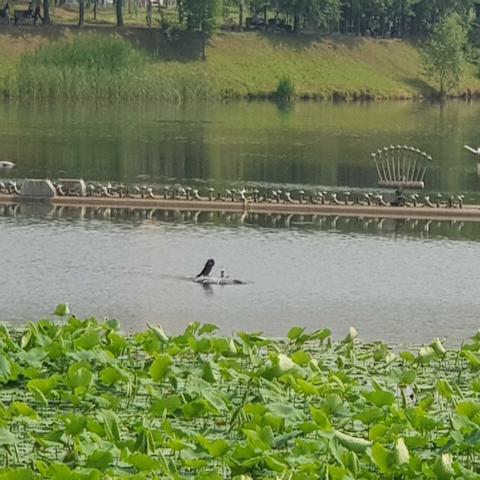 연꽃의 희망 조동선