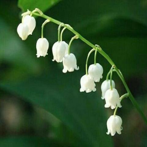 은방울 꽃 이둘임