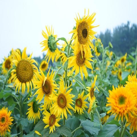 이렇게 비가 내리면 한유경