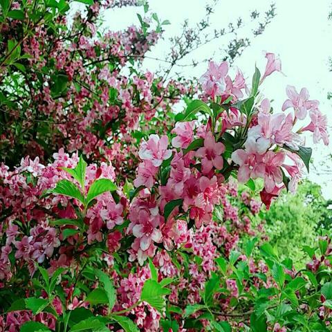 찔레꽃 김수용