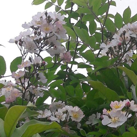 찔레꽃 필 무렵 김수용
