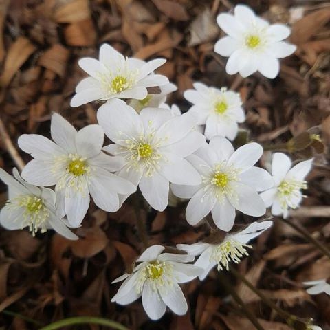 홀로 이윤선
