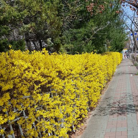 희망의 꽃바람 박명숙