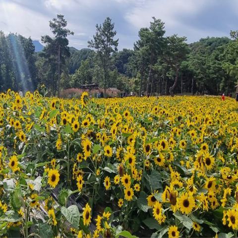 가을 사랑 백승운