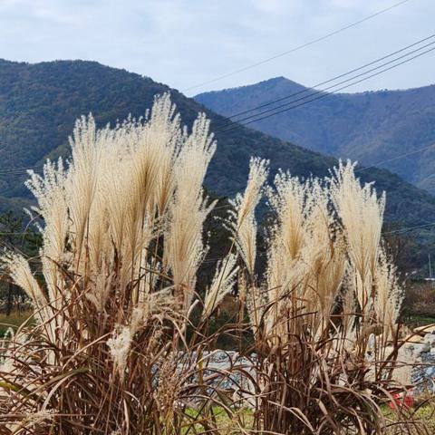 가을아 안녕 정상화