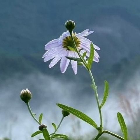 가을의 소리 안광수