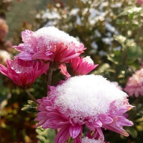 그대라는 꽃 박명숙