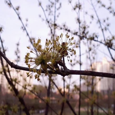 꽃의 눈물 박동환