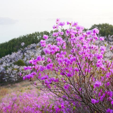 내 고향 뒷산 배기 나영민