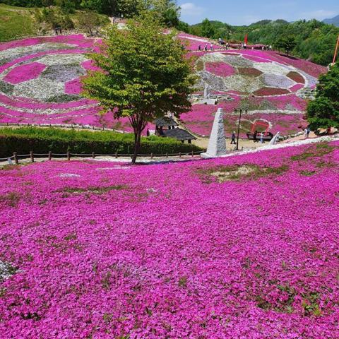 백화만발 김미경