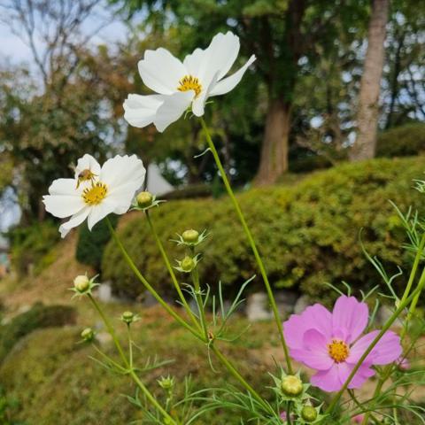 사랑은 전연복