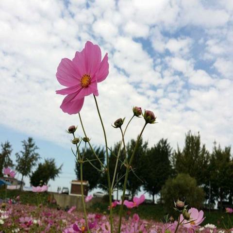 세월이 가는 줄만 알았는데 김수용