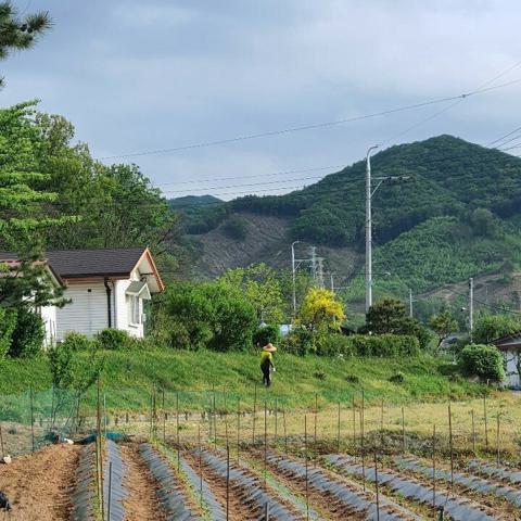 오월이 오면 김수용