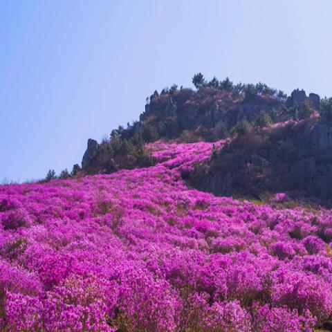진달래꽃
